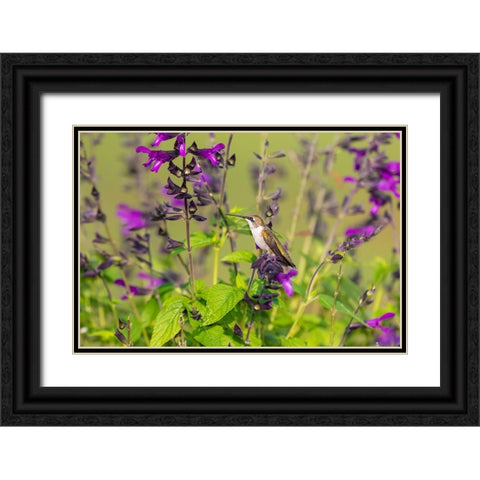 Ruby-throated Hummingbird-Archilochus colubris-at Salvia Purple and Bloom-Salvia guaranitica-Marion Black Ornate Wood Framed Art Print with Double Matting by Day, Richard and Susan