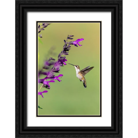 Ruby-throated Hummingbird-Archilochus colubris-at Salvia Purple and Bloom-Salvia guaranitica-Marion Black Ornate Wood Framed Art Print with Double Matting by Day, Richard and Susan