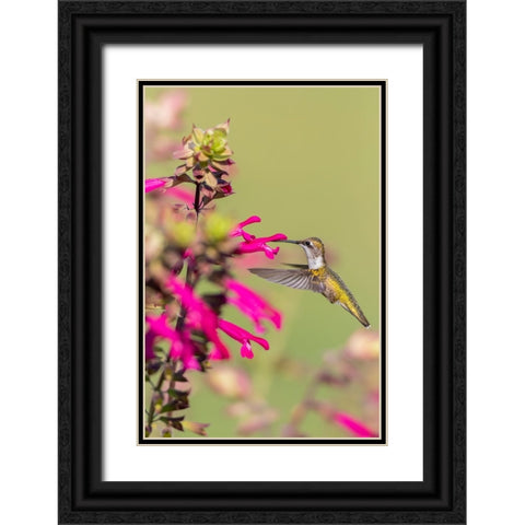 Ruby-throated Hummingbird-Archilochus colubris-at Salvia Fuchsia Rockin Fuchsia-Salvia hybrid-Mario Black Ornate Wood Framed Art Print with Double Matting by Day, Richard and Susan