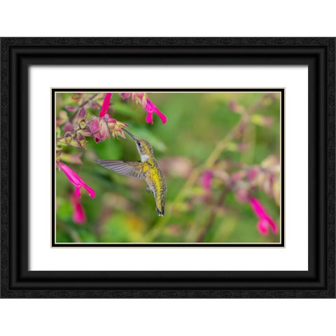 Ruby-throated Hummingbird-Archilochus colubris-at Salvia Fuchsia Rockin Fuchsia-Salvia hybrid-Mario Black Ornate Wood Framed Art Print with Double Matting by Day, Richard and Susan