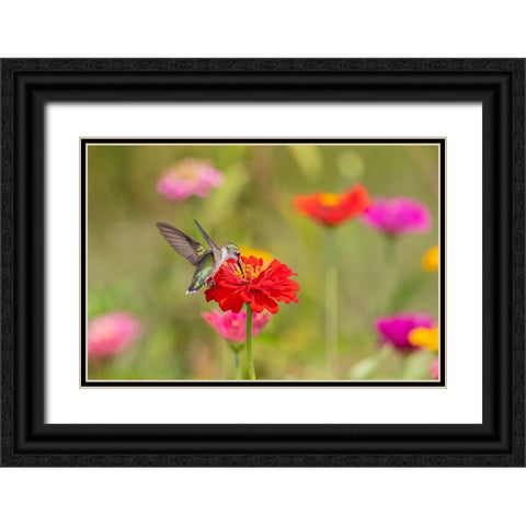 Ruby-throated Hummingbird-Archilochus colubris-at Zinnias Union County-Illinois Black Ornate Wood Framed Art Print with Double Matting by Day, Richard and Susan