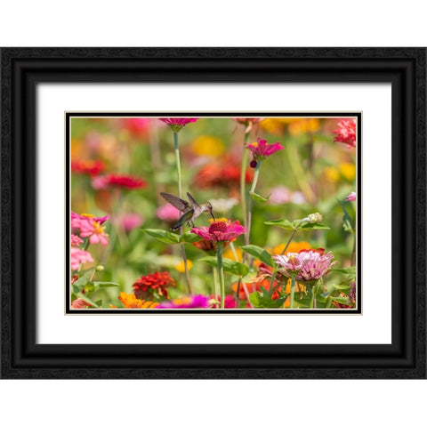 Ruby-throated Hummingbird-Archilochus colubris-at Zinnias Union County-Illinois Black Ornate Wood Framed Art Print with Double Matting by Day, Richard and Susan
