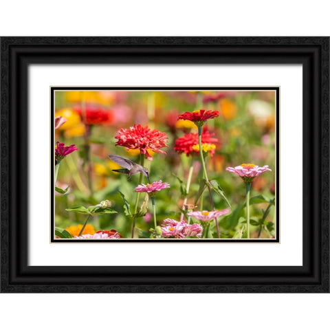 Ruby-throated Hummingbird-Archilochus colubris-at Zinnias Union County-Illinois Black Ornate Wood Framed Art Print with Double Matting by Day, Richard and Susan