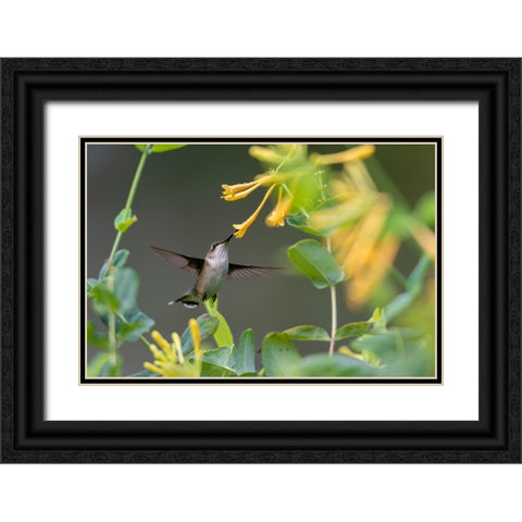 Ruby-throated Hummingbird-Archilochus colubris-at honeysuckle-Lonicera sempervirens f-sulphurea Joh Black Ornate Wood Framed Art Print with Double Matting by Day, Richard and Susan