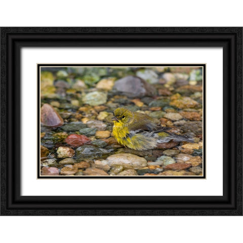 Pine Warbler-Setophaga pinus-bathing Marion County-Illinois Black Ornate Wood Framed Art Print with Double Matting by Day, Richard and Susan