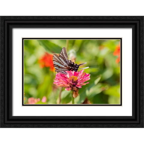 Zebra Swallowtail-Protographium marcellus-on Zinnia Union County-Illinois Black Ornate Wood Framed Art Print with Double Matting by Day, Richard and Susan