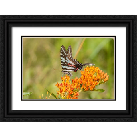 Zebra Swallowtail-Protographium marcellus-on Butterfly Milkweed-Asclepias tuberosa-Marion County-Il Black Ornate Wood Framed Art Print with Double Matting by Day, Richard and Susan