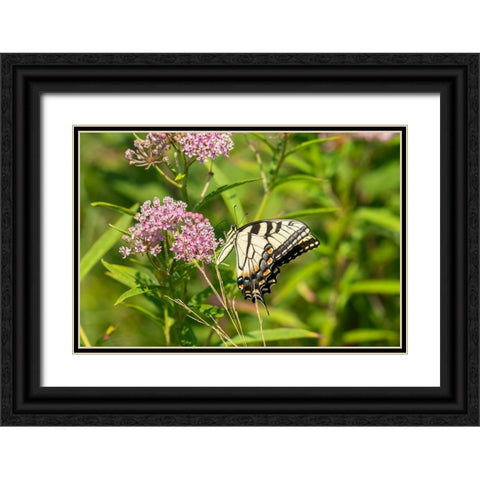 Eastern Tiger Swallowtail-Papilio glaucus-on Swamp Milkweed-Asclepias incarnata-Marion County-Illin Black Ornate Wood Framed Art Print with Double Matting by Day, Richard and Susan