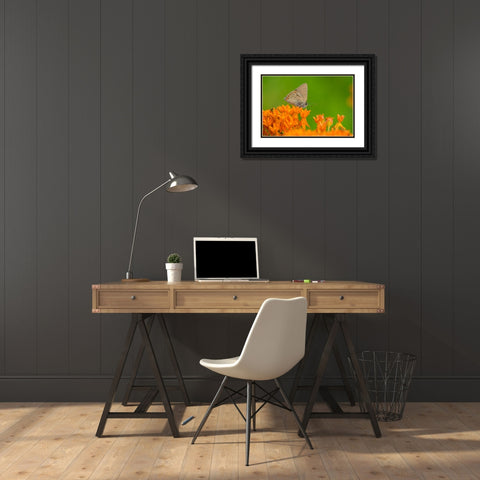 Coral Hairstreak-Satyrium titus-on Butterfly Milkweed-Asclepias tuberosa-Stephen A-Forbes State Par Black Ornate Wood Framed Art Print with Double Matting by Day, Richard and Susan