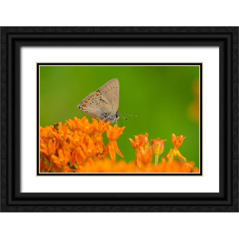 Coral Hairstreak-Satyrium titus-on Butterfly Milkweed-Asclepias tuberosa-Stephen A-Forbes State Par Black Ornate Wood Framed Art Print with Double Matting by Day, Richard and Susan