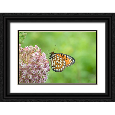 Regal Fritillary-Speyeria idalia-female on Common Milkweed-Asclepias syriaca-Sand Prairie-Scrub Oak Black Ornate Wood Framed Art Print with Double Matting by Day, Richard and Susan