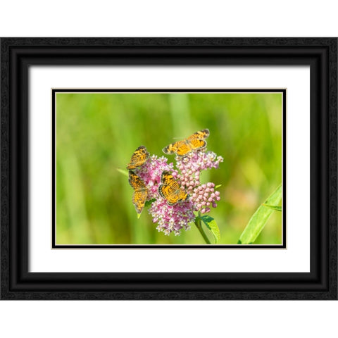 Pearl Crescents-Phyciodes tharos-on Swamp Milkweed-Asclepias incarnata-Marion County-Illinois Black Ornate Wood Framed Art Print with Double Matting by Day, Richard and Susan