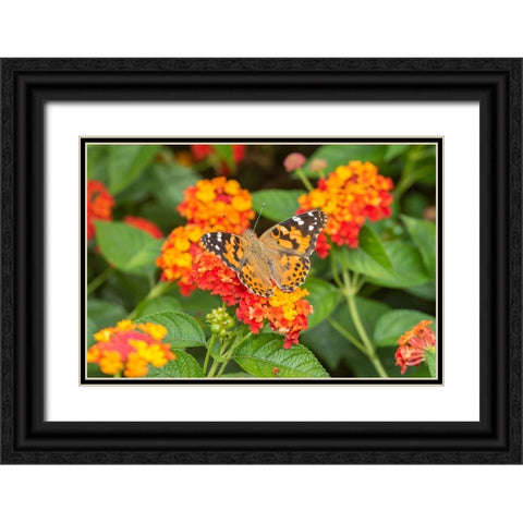 Painted Lady-Vanessa cardui-on Red Spread Lantana-Lantana camara-Marion County-Illinois Black Ornate Wood Framed Art Print with Double Matting by Day, Richard and Susan