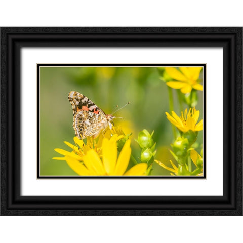 Painted Lady-Vanessa cardui-on Cup Plant-Silphium perfoliatum-Marion County-Illinois Black Ornate Wood Framed Art Print with Double Matting by Day, Richard and Susan