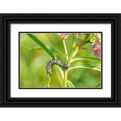 Monarch-Danaus plexippus-caterpillar on Swamp Milkweed-Asclepias incarnata-Marion County-Illinois Black Ornate Wood Framed Art Print with Double Matting by Day, Richard and Susan