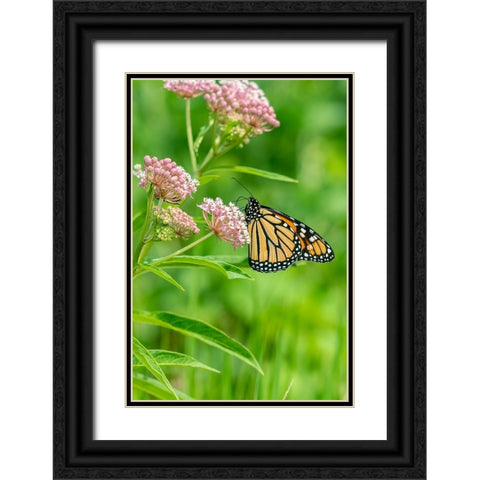Monarch-Danaus plexippus-on Swamp Milkweed-Asclepias incarnata-Marion County-Illinois Black Ornate Wood Framed Art Print with Double Matting by Day, Richard and Susan