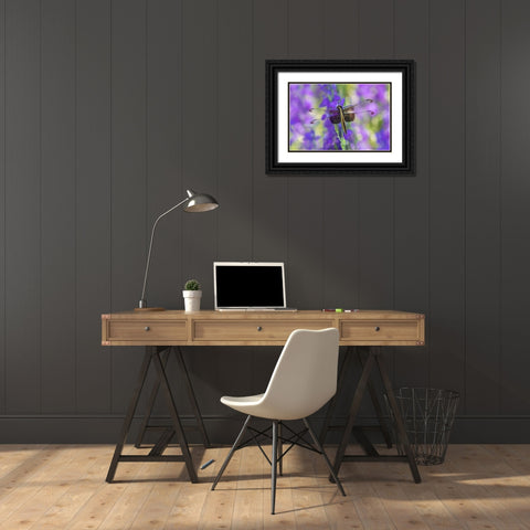 Widow Skimmer-Libellula luctosa-female on Larkspur-Delphinium sp-Marion County-Illinois Black Ornate Wood Framed Art Print with Double Matting by Day, Richard and Susan