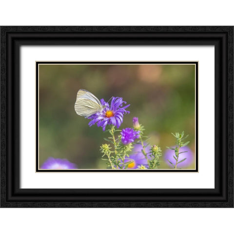 Cabbage white on Frikarts Aster Black Ornate Wood Framed Art Print with Double Matting by Day, Richard and Susan