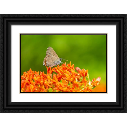 Coral Hairstreak on butterfly milkweed Black Ornate Wood Framed Art Print with Double Matting by Day, Richard and Susan