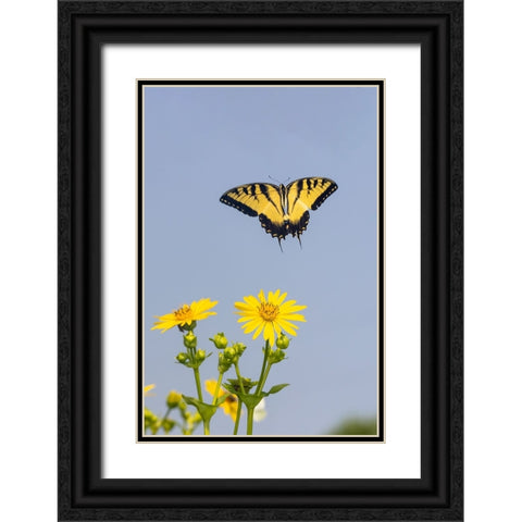 Eastern Tiger swallowtail flying from Cup plant Black Ornate Wood Framed Art Print with Double Matting by Day, Richard and Susan