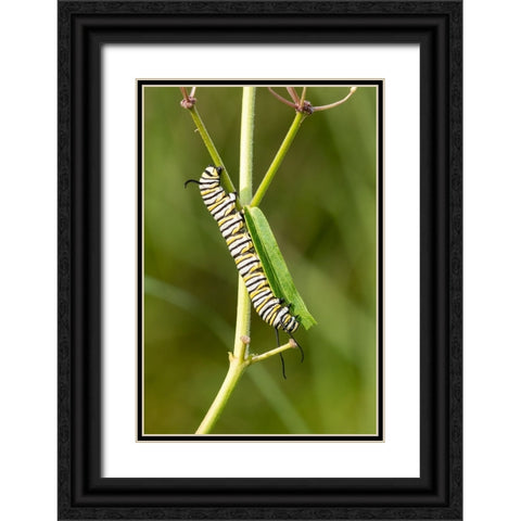 Monarch caterpillar on swamp milkweed Black Ornate Wood Framed Art Print with Double Matting by Day, Richard and Susan