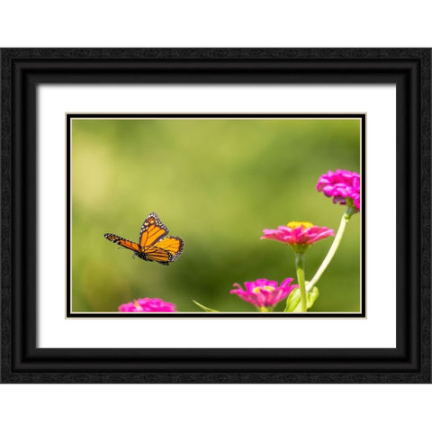 Monarch flying Black Ornate Wood Framed Art Print with Double Matting by Day, Richard and Susan