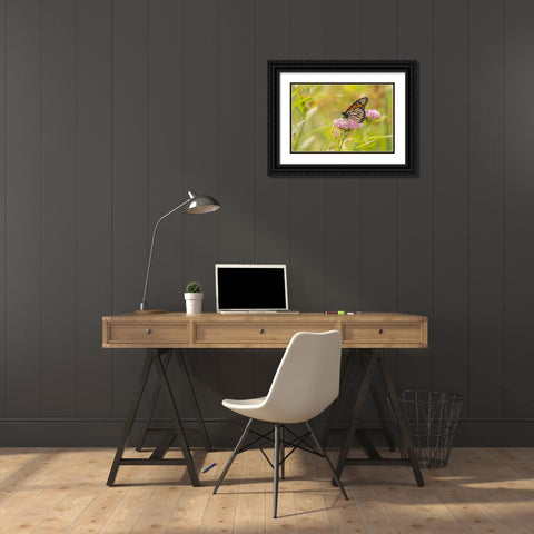 Monarch on swamp milkweed Black Ornate Wood Framed Art Print with Double Matting by Day, Richard and Susan