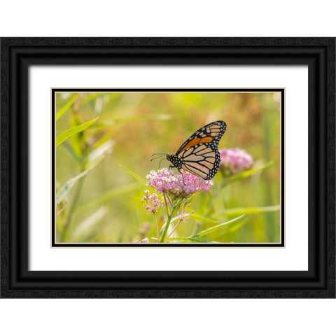 Monarch on swamp milkweed Black Ornate Wood Framed Art Print with Double Matting by Day, Richard and Susan