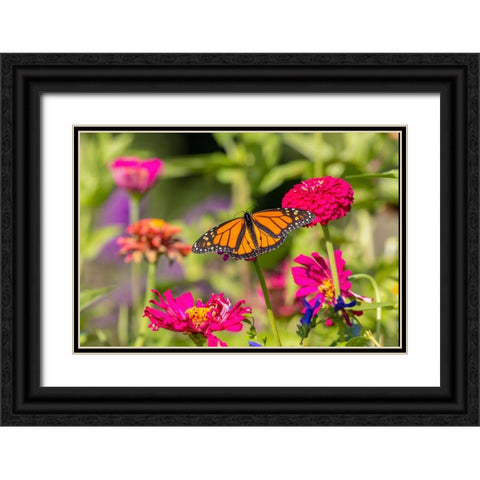 Monarch on zinnia Black Ornate Wood Framed Art Print with Double Matting by Day, Richard and Susan
