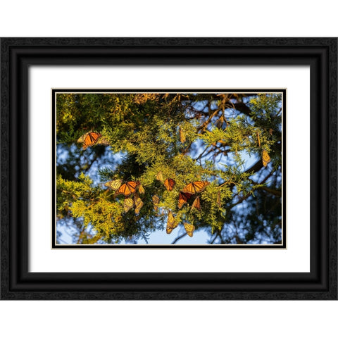 Monarchs gathering to roost in Cedar tree during migration south Black Ornate Wood Framed Art Print with Double Matting by Day, Richard and Susan