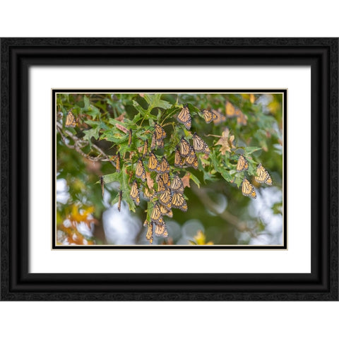 Monarchs gathering to roost in tree during migration south Black Ornate Wood Framed Art Print with Double Matting by Day, Richard and Susan