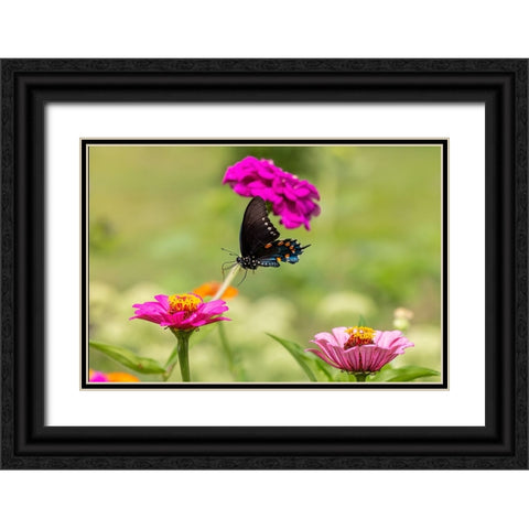 Pipevine swallowtail flying Black Ornate Wood Framed Art Print with Double Matting by Day, Richard and Susan