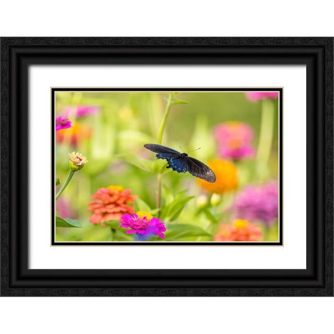 Pipevine swallowtail male flying over zinnia Black Ornate Wood Framed Art Print with Double Matting by Day, Richard and Susan