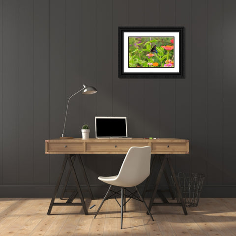Pipevine swallowtail on zinnia Black Ornate Wood Framed Art Print with Double Matting by Day, Richard and Susan