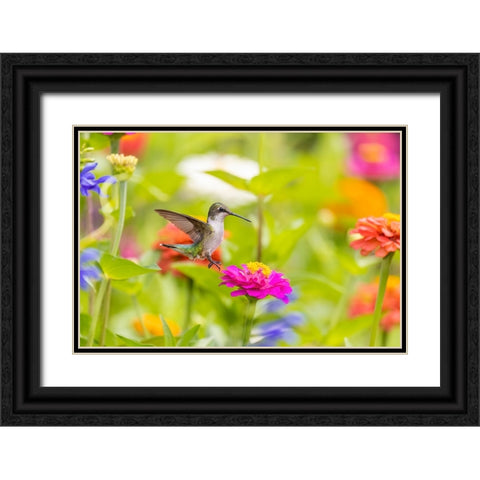 Ruby-throated hummingbird Black Ornate Wood Framed Art Print with Double Matting by Day, Richard and Susan