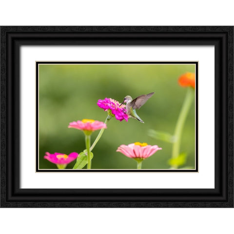 Ruby-throated hummingbird Black Ornate Wood Framed Art Print with Double Matting by Day, Richard and Susan