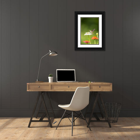 Ruby-throated hummingbird Black Ornate Wood Framed Art Print with Double Matting by Day, Richard and Susan