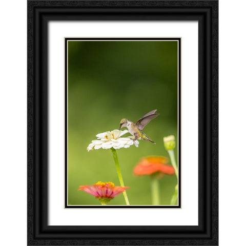 Ruby-throated hummingbird Black Ornate Wood Framed Art Print with Double Matting by Day, Richard and Susan