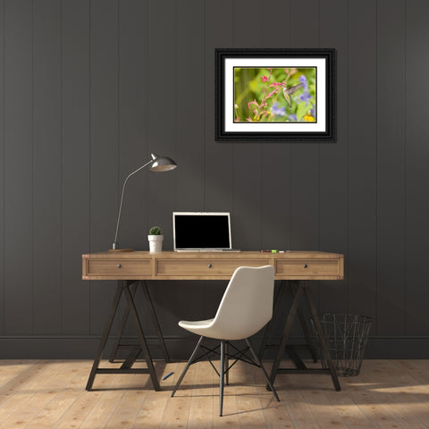 Ruby-throated hummingbird Black Ornate Wood Framed Art Print with Double Matting by Day, Richard and Susan