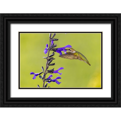 Ruby-throated hummingbird at black and blue salvia Black Ornate Wood Framed Art Print with Double Matting by Day, Richard and Susan