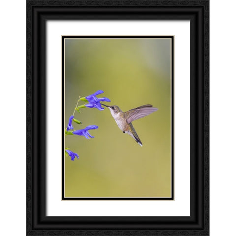 Ruby-throated hummingbird at blue ensign salvia Black Ornate Wood Framed Art Print with Double Matting by Day, Richard and Susan