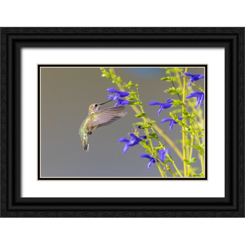 Ruby-throated hummingbird at blue ensign salvia Black Ornate Wood Framed Art Print with Double Matting by Day, Richard and Susan