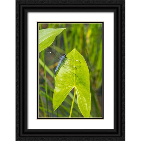 Spangled Skimmer male on Arrowhead plant Black Ornate Wood Framed Art Print with Double Matting by Day, Richard and Susan