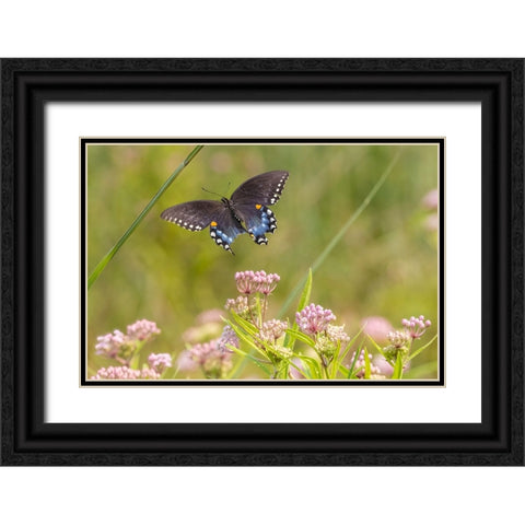 Spicebush swallowtail flying to swamp milkweed Black Ornate Wood Framed Art Print with Double Matting by Day, Richard and Susan