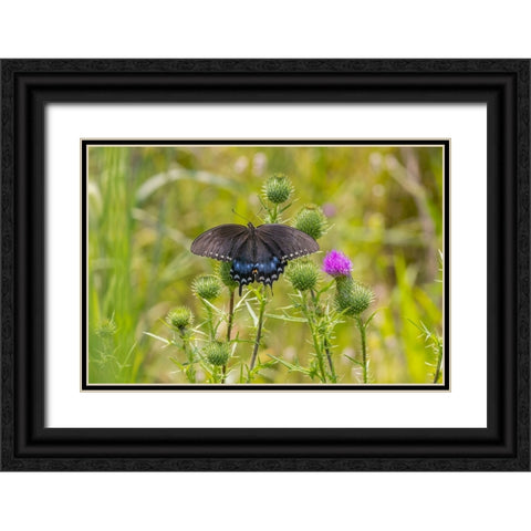 Spicebush swallowtail on Bull thistle Black Ornate Wood Framed Art Print with Double Matting by Day, Richard and Susan