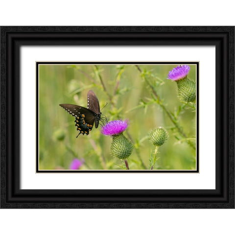 Spicebush swallowtail on Bull thistle Black Ornate Wood Framed Art Print with Double Matting by Day, Richard and Susan