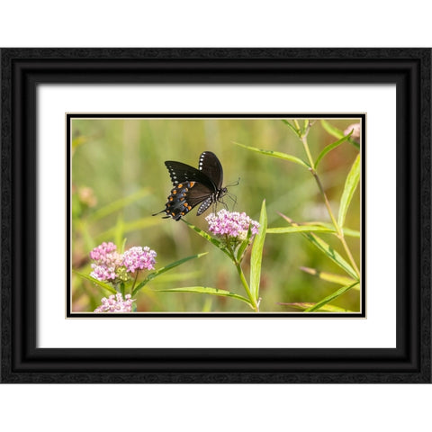 Spicebush swallowtail on swamp milkweed Black Ornate Wood Framed Art Print with Double Matting by Day, Richard and Susan