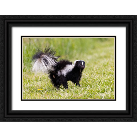 Striped skunk digging for food Black Ornate Wood Framed Art Print with Double Matting by Day, Richard and Susan