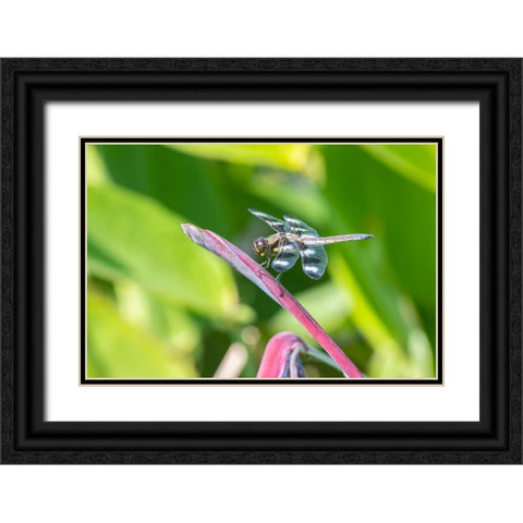 Twelve-spotted Skimmer male on Water Canna Black Ornate Wood Framed Art Print with Double Matting by Day, Richard and Susan