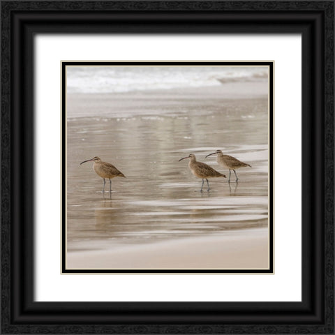 USA CA Pismo Beach Whimbrels Black Ornate Wood Framed Art Print with Double Matting by Drury, Trish